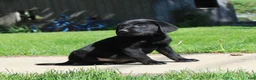 Labrador Retriever dogs for sale: Labrador Retriever Winston - Ad 12