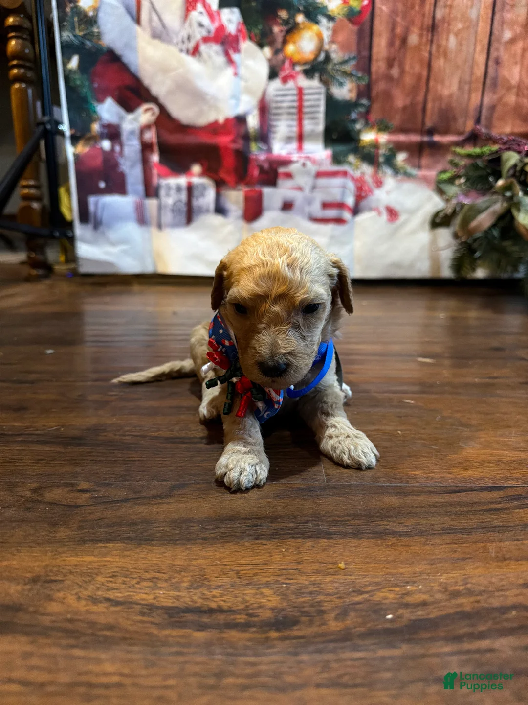 Goldendoodle dogs for sale: Blondie - Ad 5