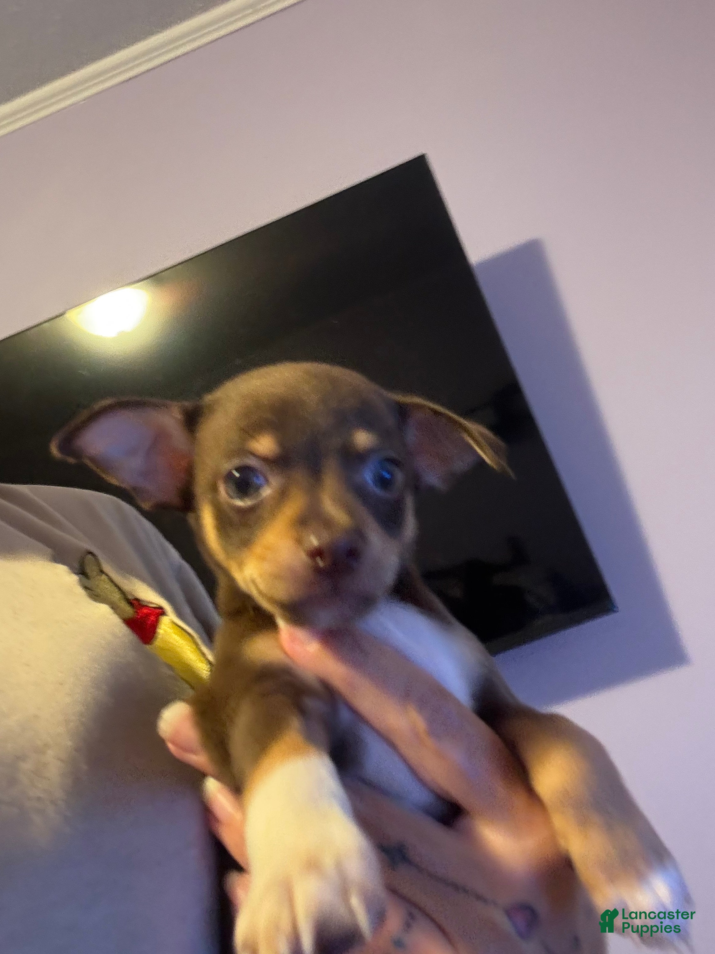 Chihuahua dogs Chihuahua 2 - Ad 16