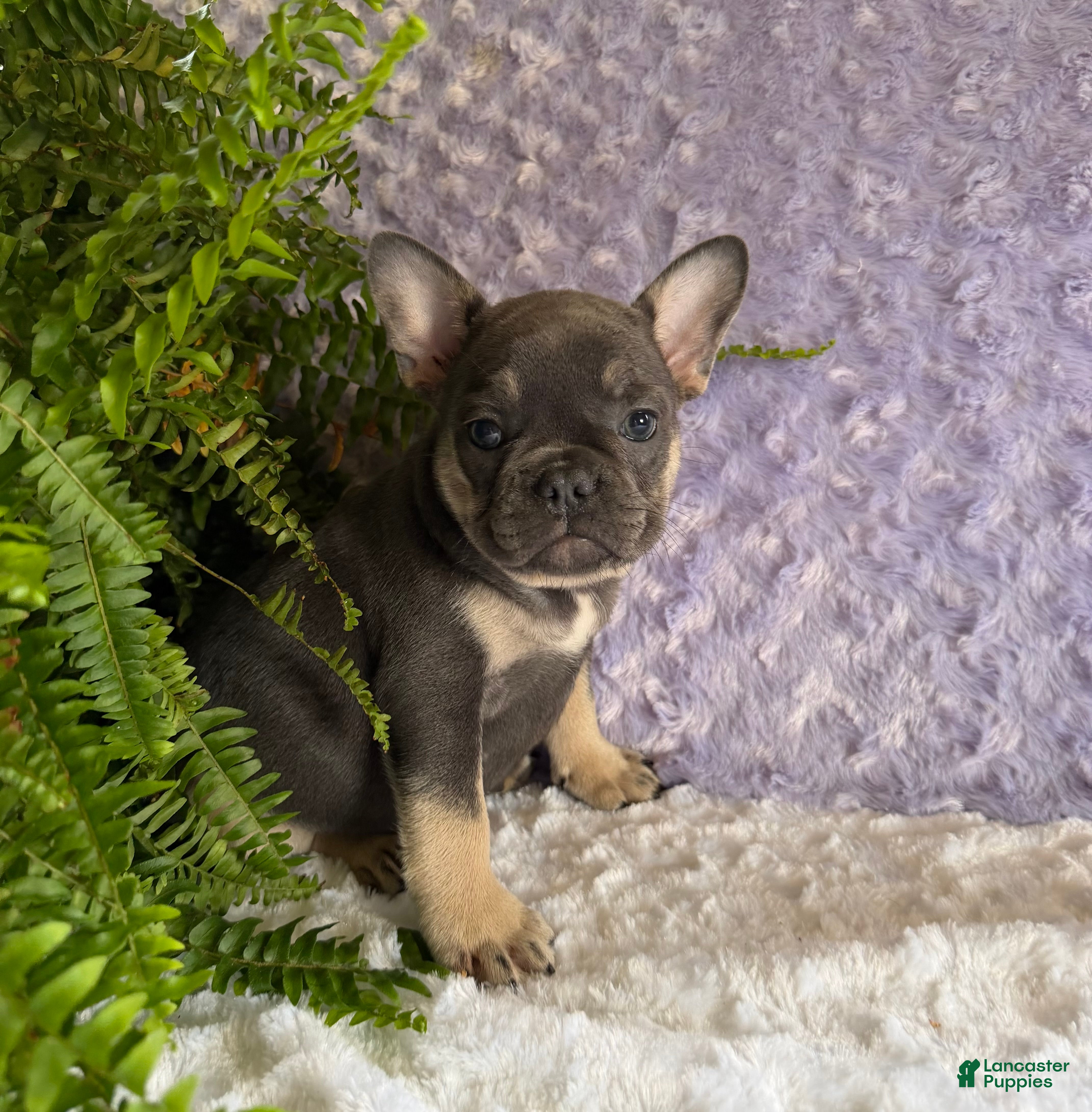 French Bulldog dogs Penny - Ad 1