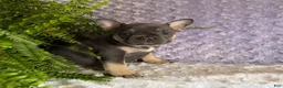 French Bulldog dogs for sale: Penny - Ad 1