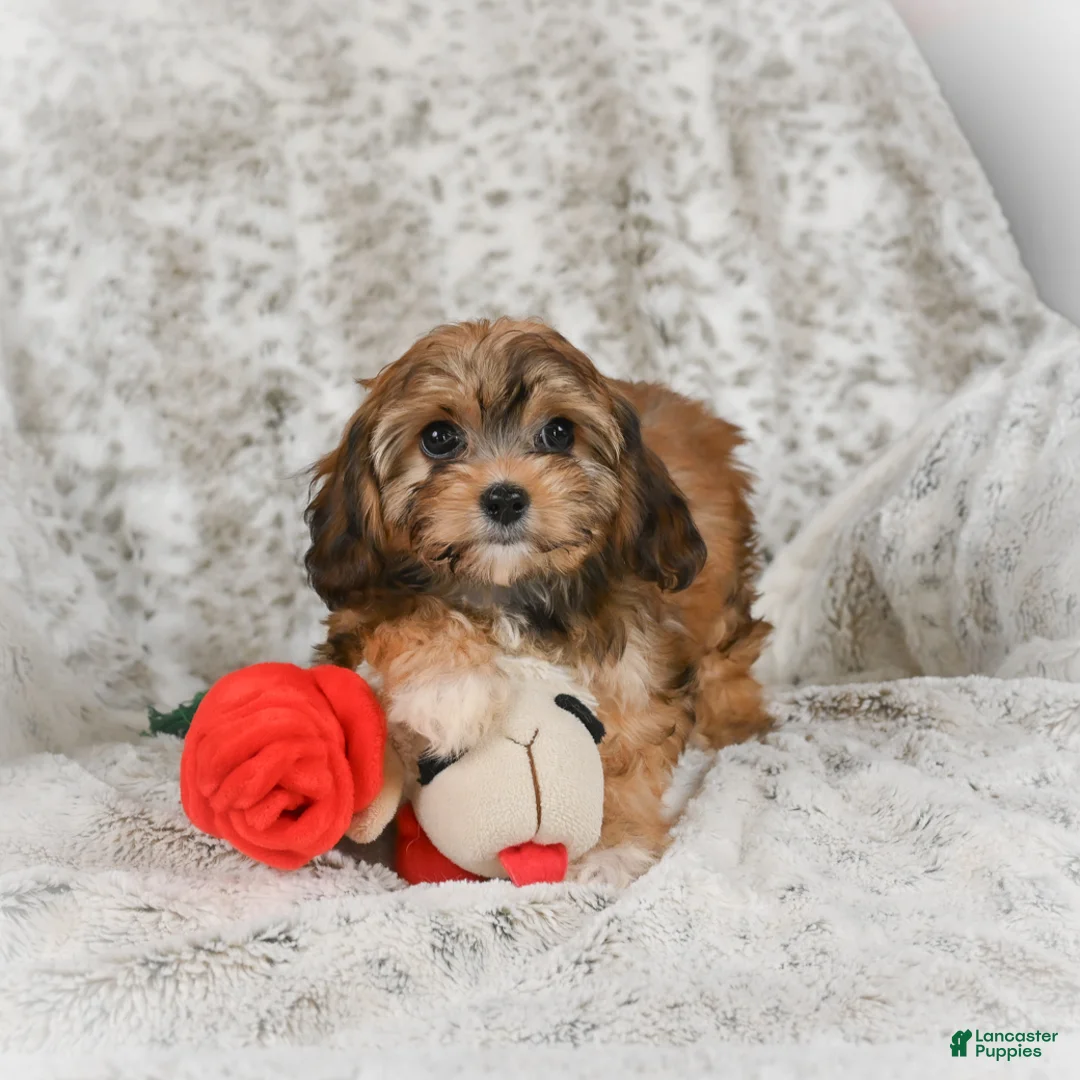 Havanese dogs for sale: Holly - Ad 5