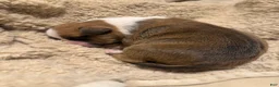 American Bully dogs for sale: American Bully 9 - Ad 9