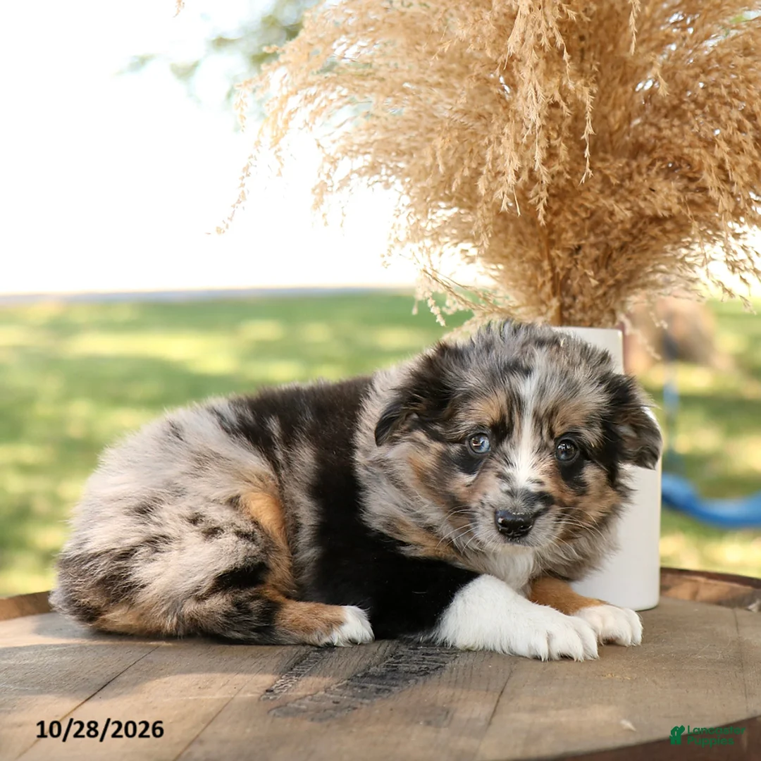 Miniature Australian Shepherd dogs for sale: Fito - Ad 2