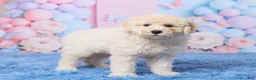 Aussiedoodle dogs for sale: Ace - Ad 3