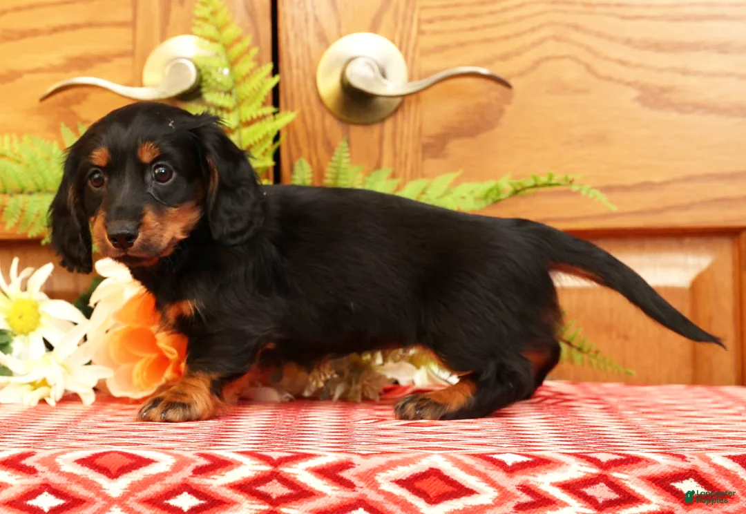 Miniature Dachshund dogs for sale: Darbie - Ad 4
