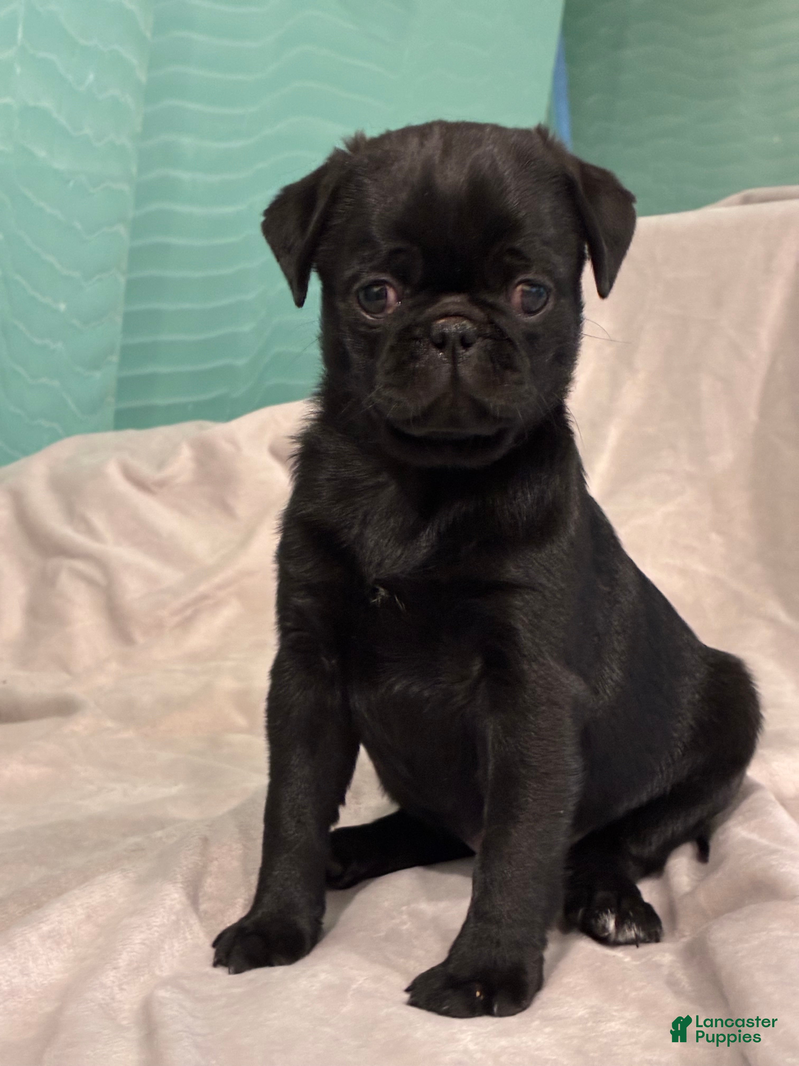 Pug dogs  Addie - Ad 2