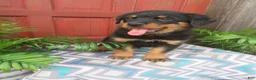 Rottweiler dogs for sale: Captain  - Ad 4