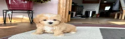 Maltipoo dogs for sale: Maltipoo Male Puppy 2 - Ad 6