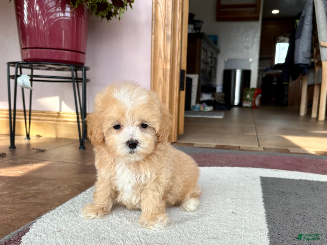 Maltipoo dogs for sale: Maltipoo Male Puppy 2 - Ad 6