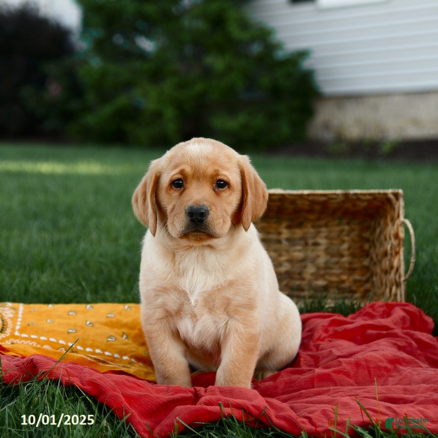 American yellow Labrador Retriever Puppies for sale Lancaster