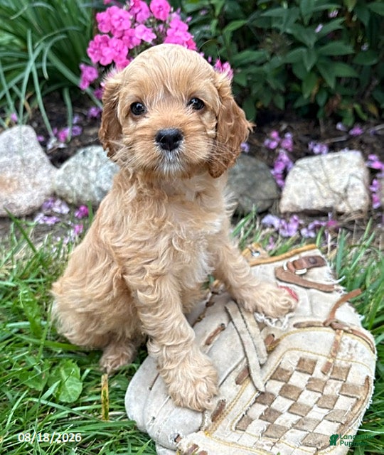 Cockapoo dogs Brielle - Ad 1