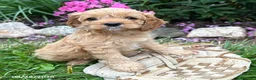 Cockapoo dogs for sale: Brielle - Ad 1