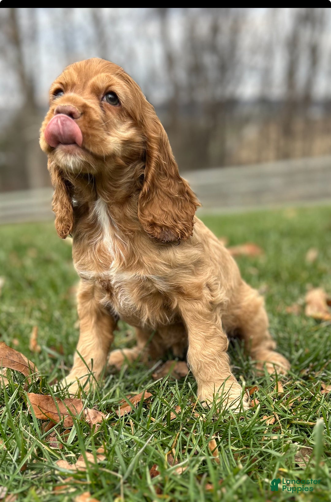 Cocker Spaniel dogs for sale: Gloria - Ad 3