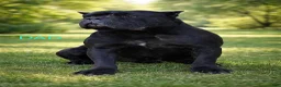 Cane Corso dogs for sale: ACE - Ad 6