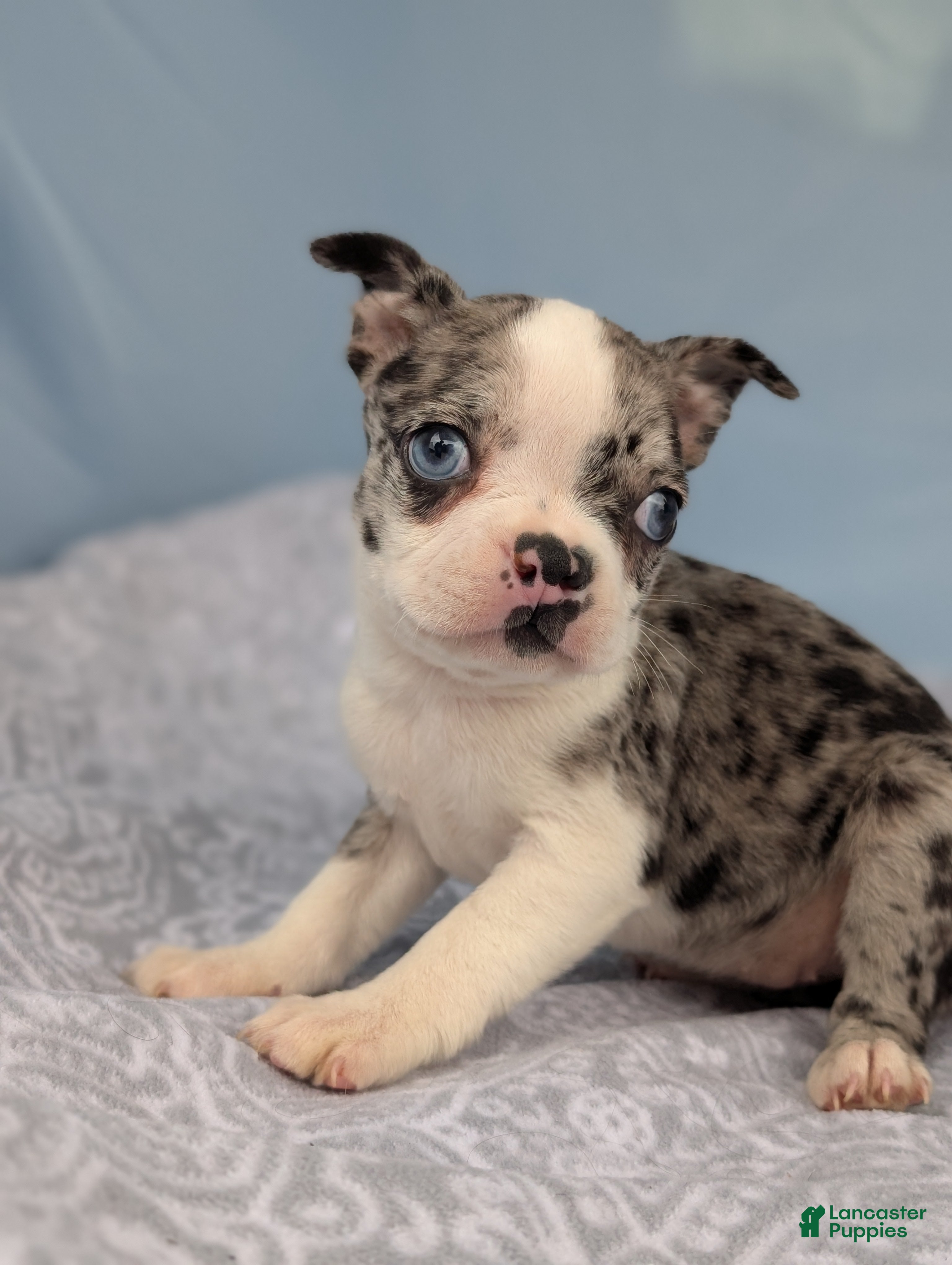 Boston Terrier dogs Smurfette - Ad 1