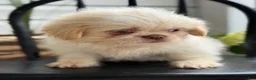 Shih Tzu dogs for sale: Jack - Ad 12