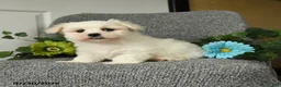 Maltese dogs for sale: Lenny - Ad 3