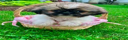 Shih Tzu dogs for sale: Jade - Ad 5