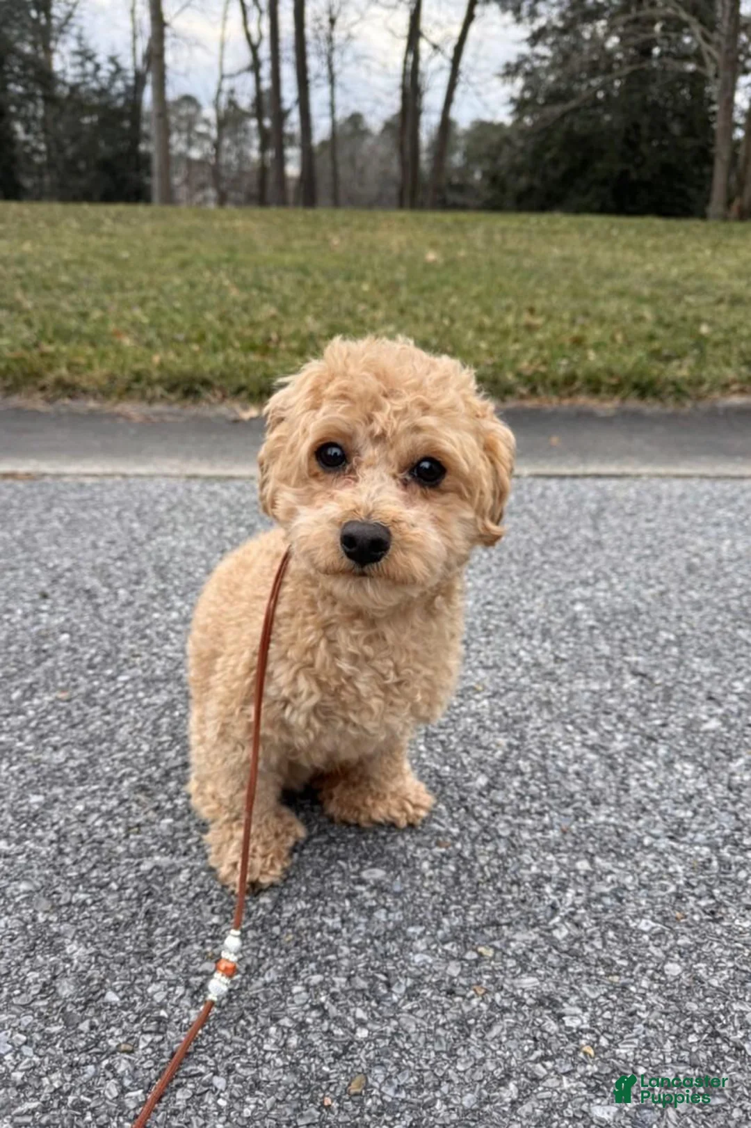 Miniature Labradoodle dogs for sale: Aiden - Ad 11