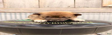 Shiba Inu Puppy 1