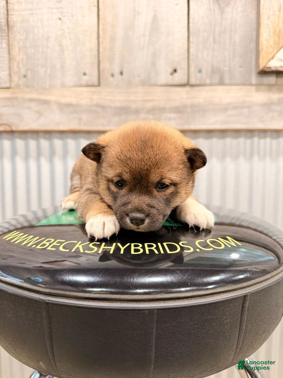 Shiba Inu dogs for sale: Shiba Inu Puppy 1 - Ad 1