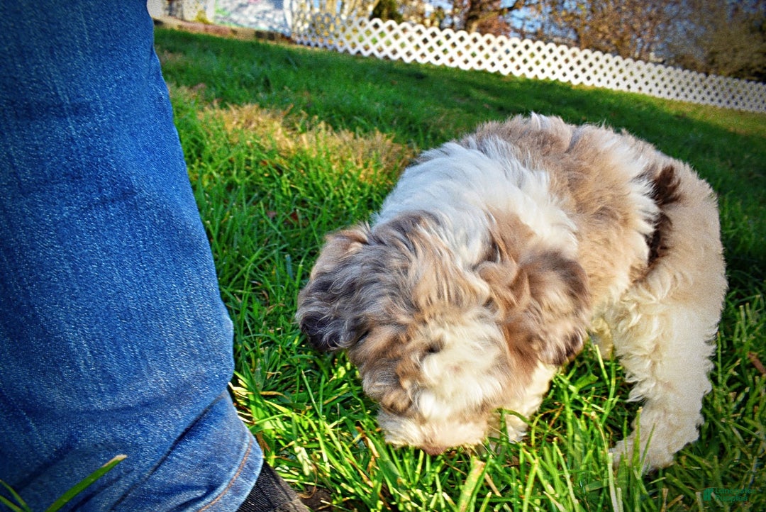 Havapoo dogs for sale: Precious - Ad 26