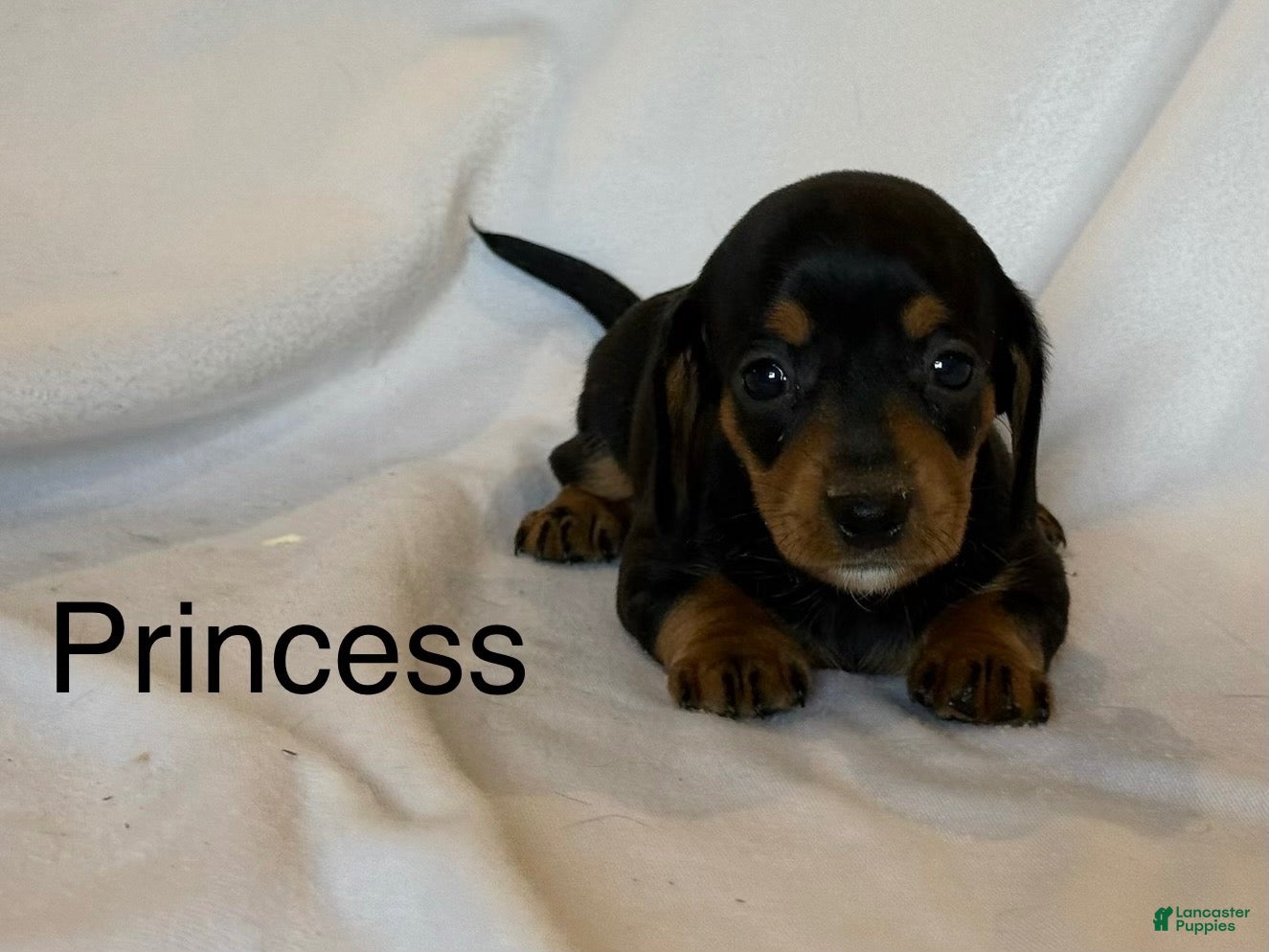 Miniature Dachshund dogs Princess - Ad 9