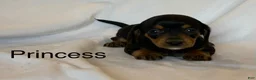 Miniature Dachshund dogs for sale: Princess - Ad 1