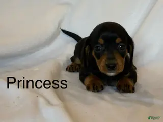 Miniature Dachshund dogs Princess - Ad 9