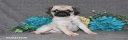 Pug dogs for sale: Marshmellow - Ad 4