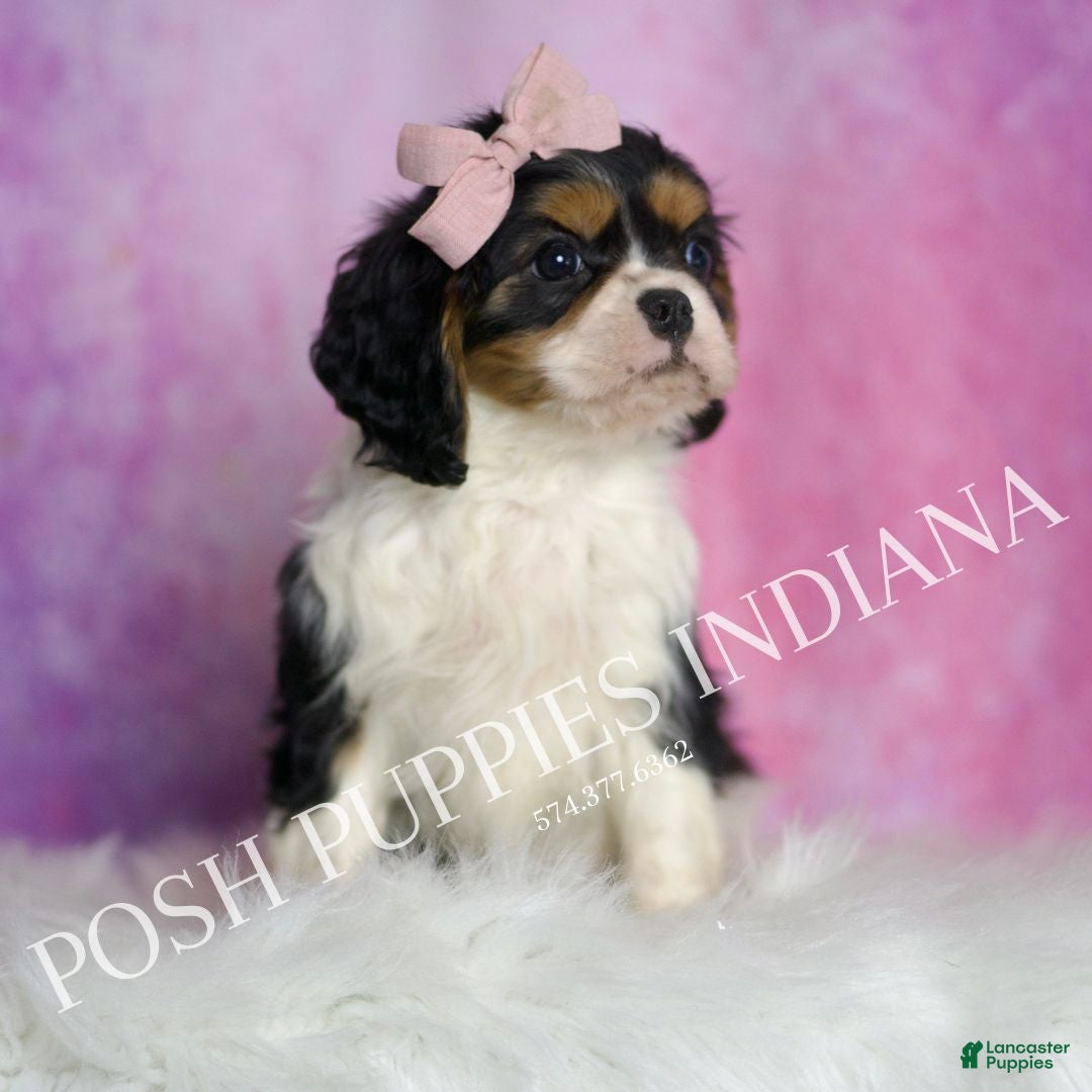 Cavalier King Charles Spaniel dogs for sale: Alice - Ad 5