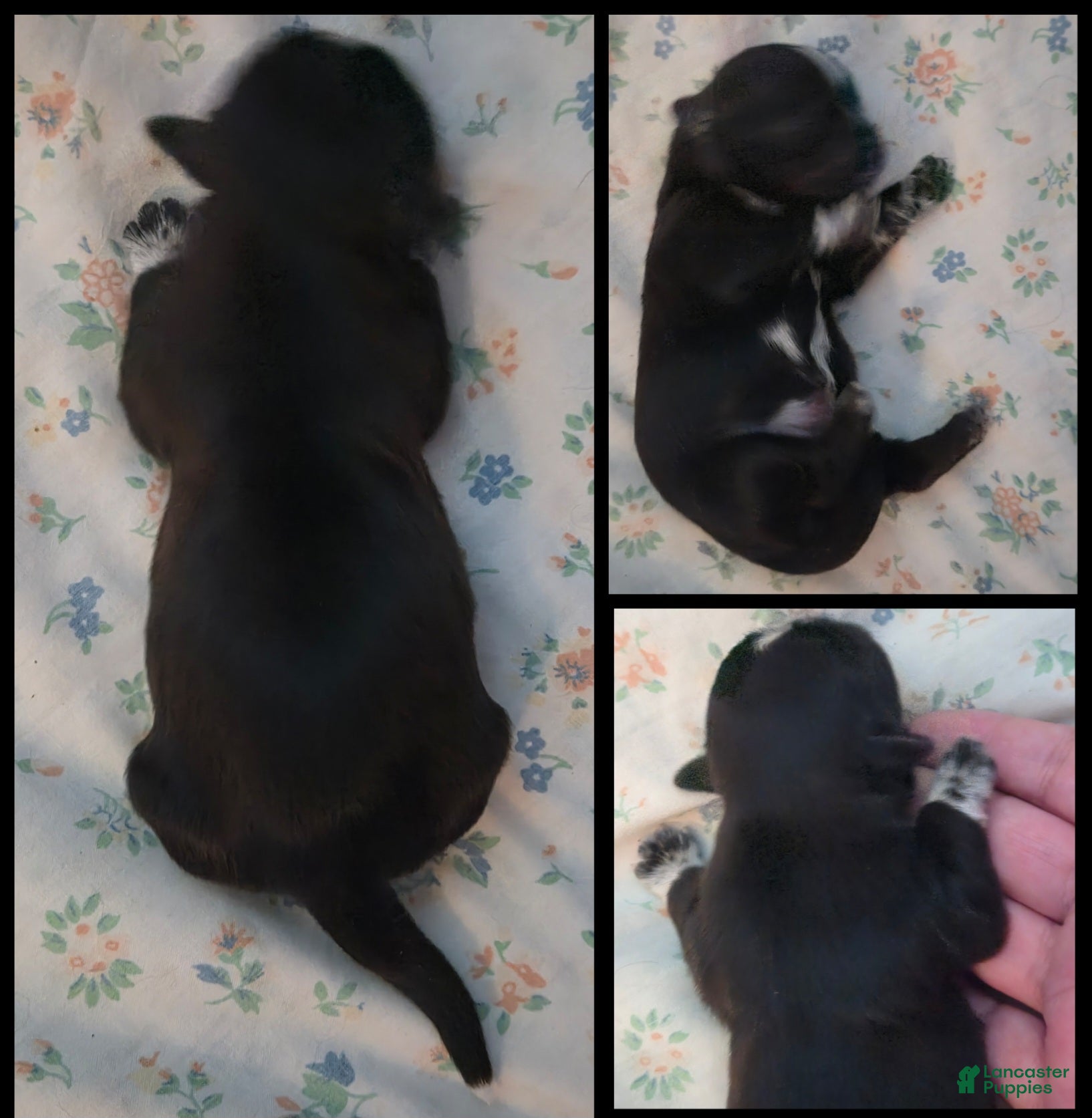 Shih Tzu dogs for sale: Cooper - Ad 2
