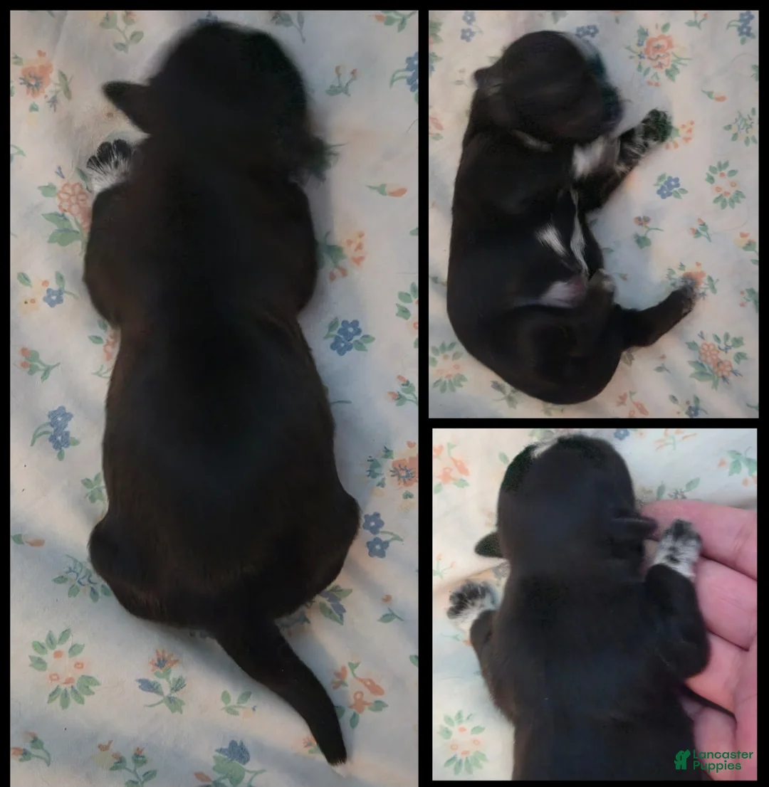 Shih Tzu dogs for sale: Cooper - Ad 1