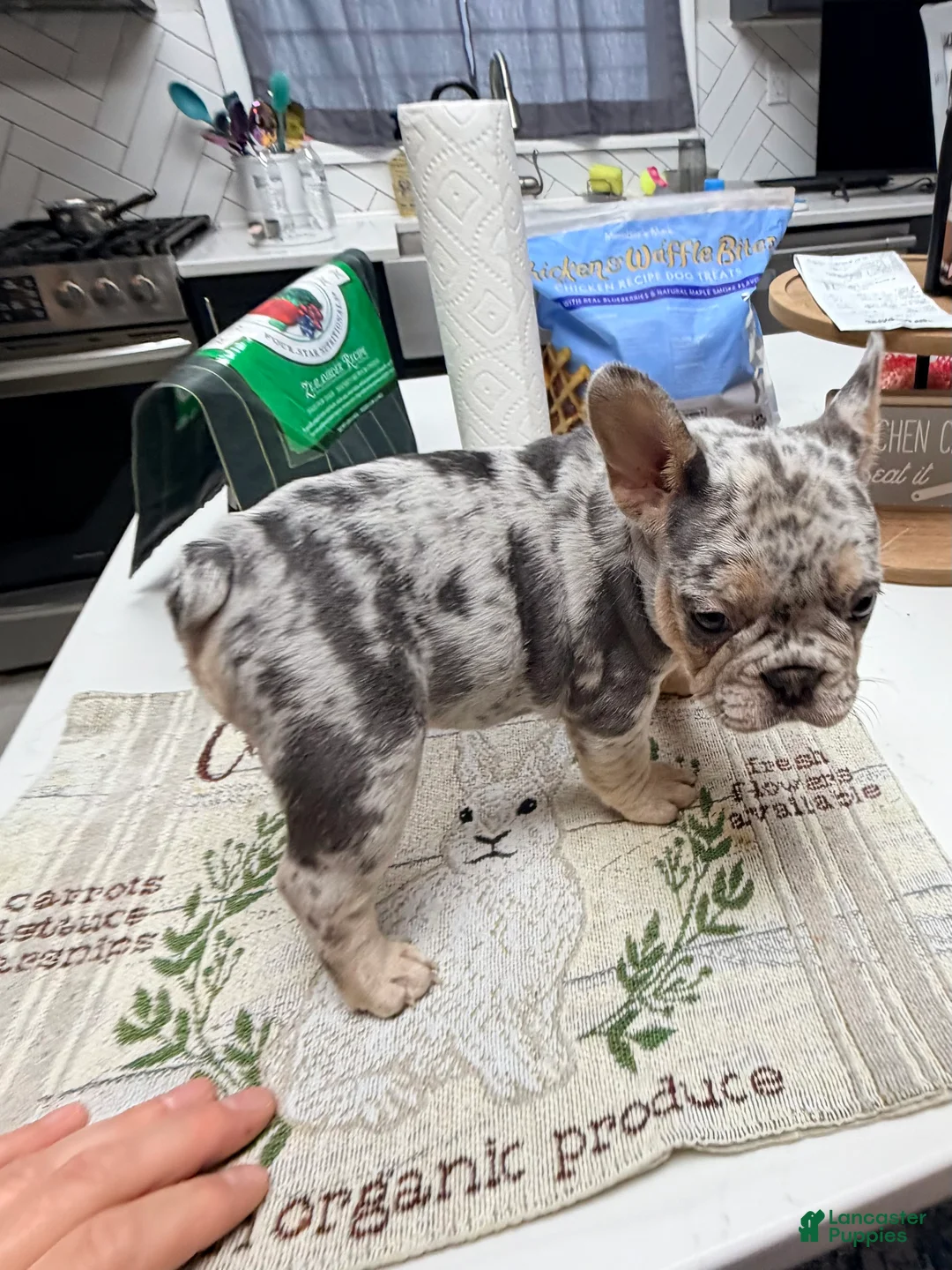French Bulldog dogs for sale: French Bulldog Puppy 5 - Ad 2