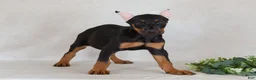 Doberman Pinscher dogs for sale: Sasha - Ad 2