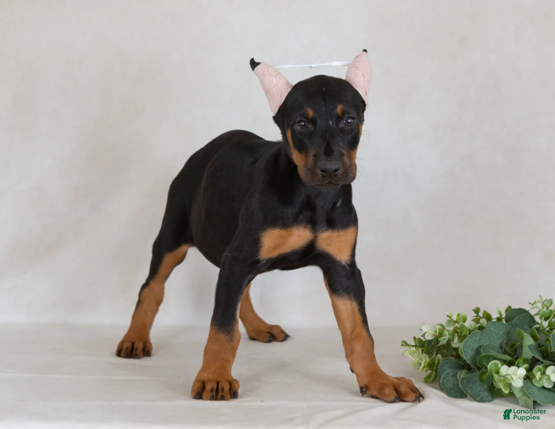 Doberman Pinscher dogs for sale: Sasha - Ad 2