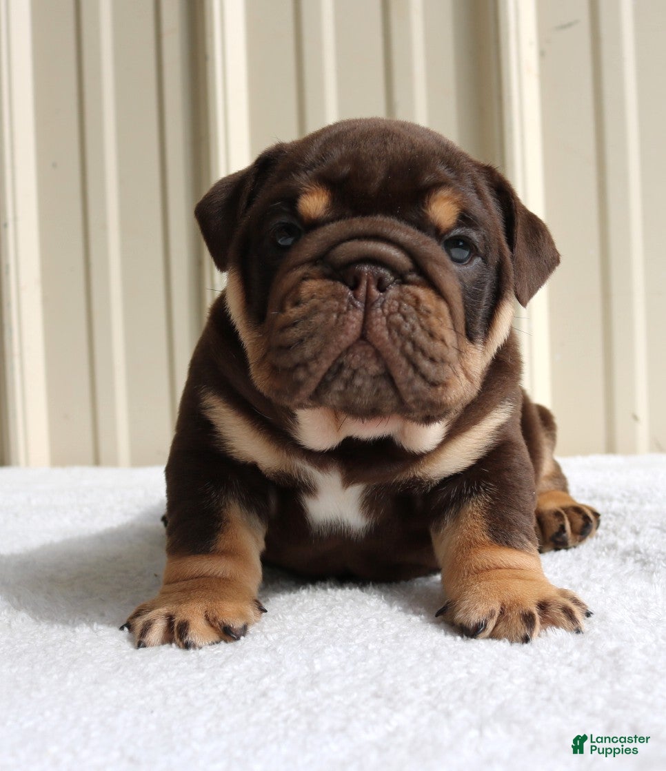 English Bulldog dogs Bucky - Ad 2