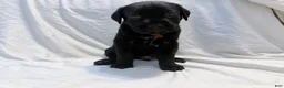 Cane Corso dogs for sale: Cain AKC red collar - Ad 13