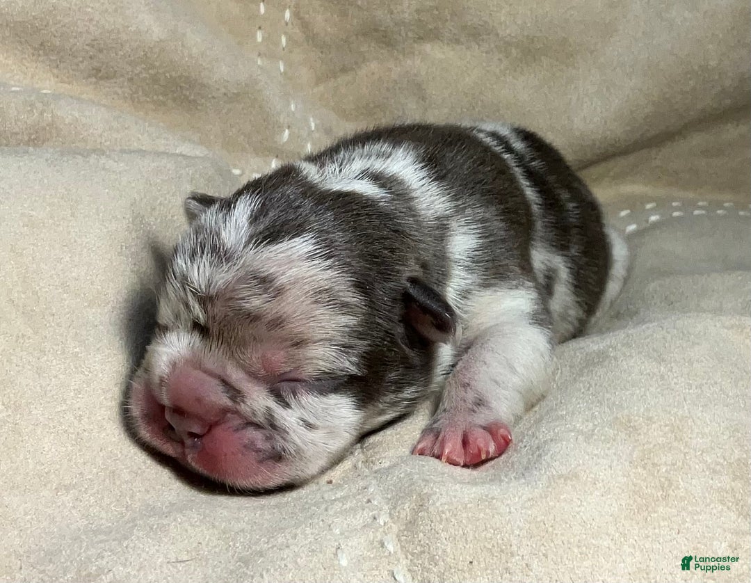 French Bulldog dogs for sale: Arrow - Ad 34