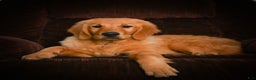 Golden Retriever dogs for sale: Golden Retriever litter of 5 puppies - Ad 6