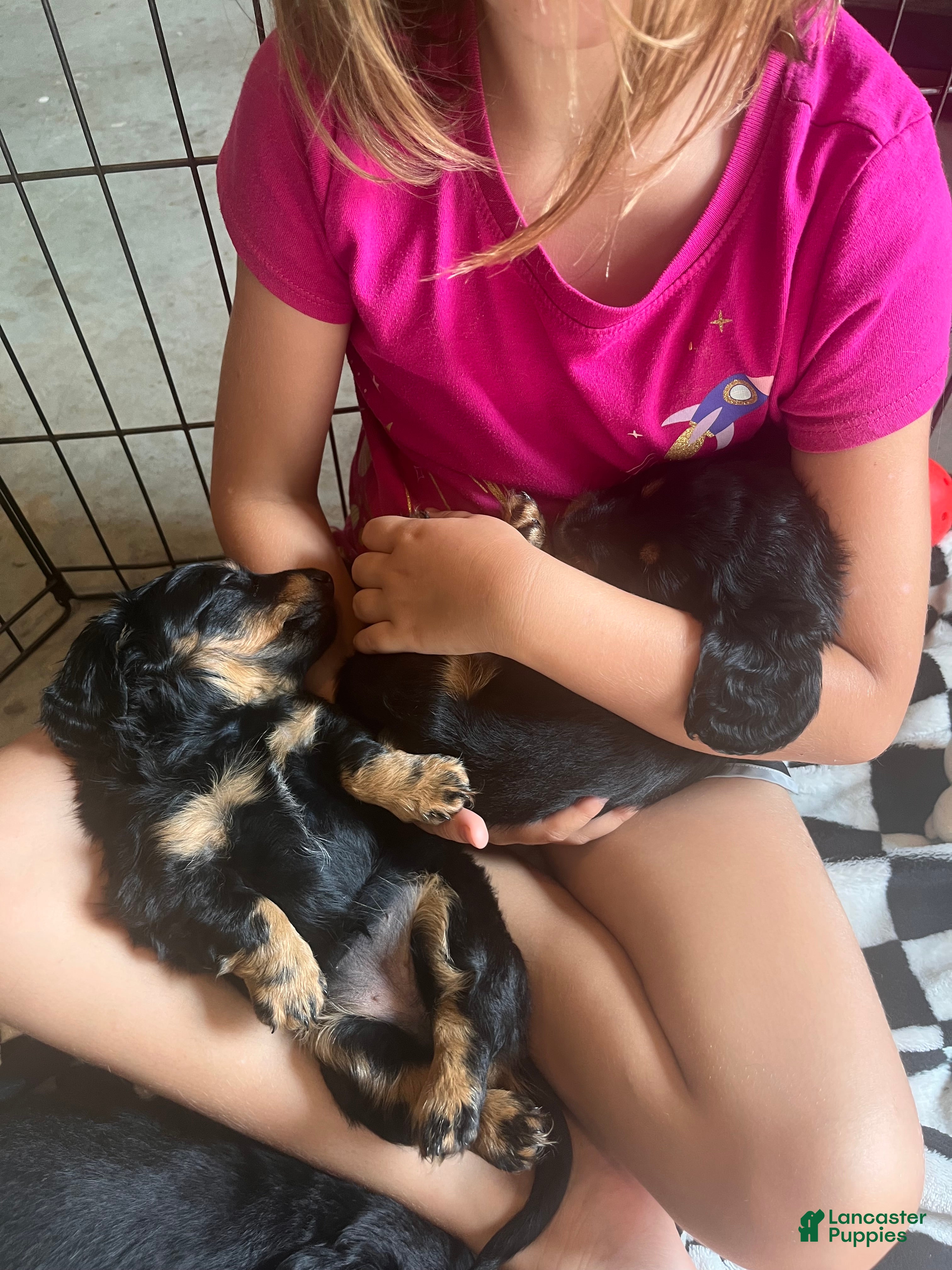 Dachshund dogs Okami - Ad 2