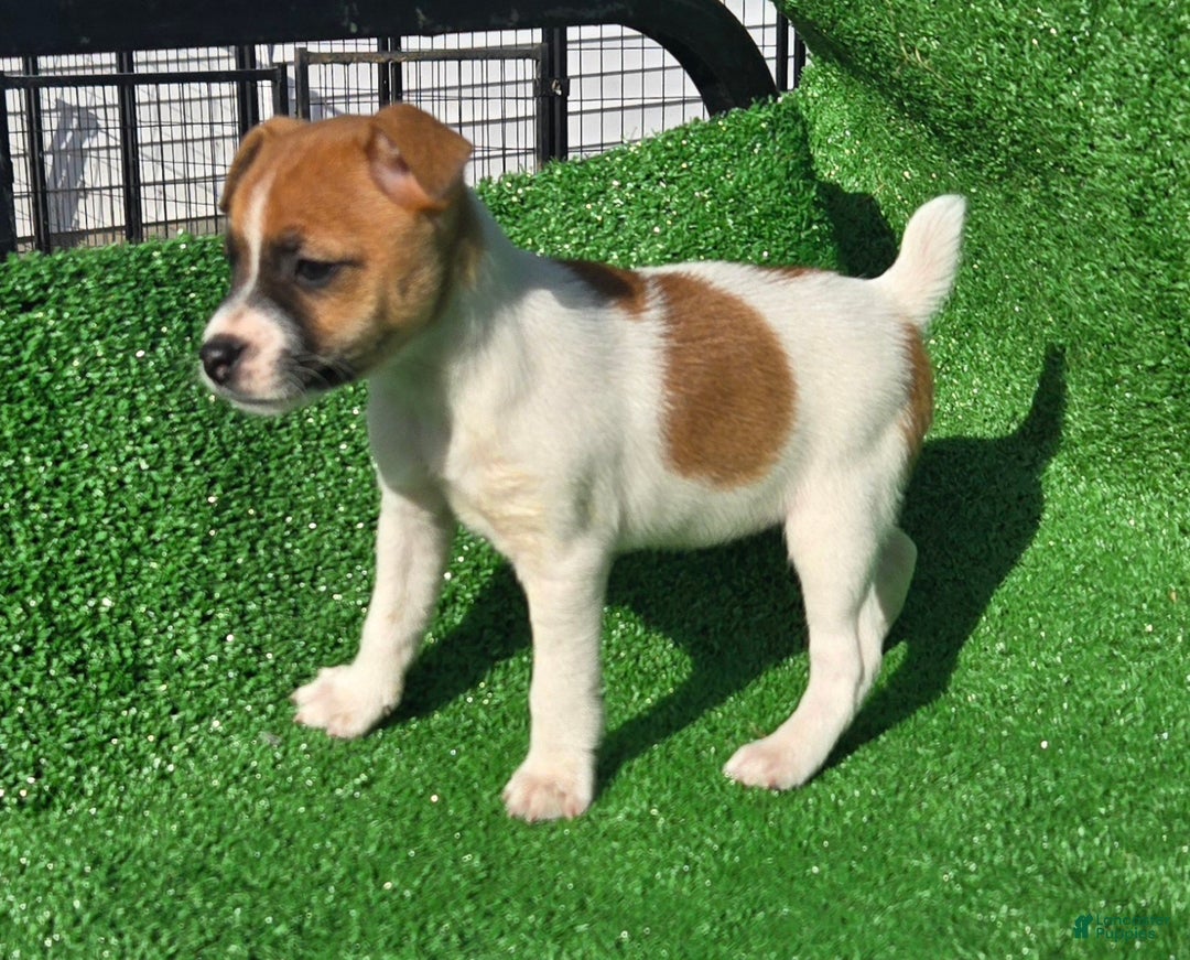 Jack Russell Terrier dogs for sale: Jack Russell Terrier Puppy 2 - Ad 3
