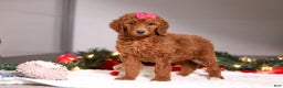 Standard Poodle dogs for sale: Lainey - Ad 6