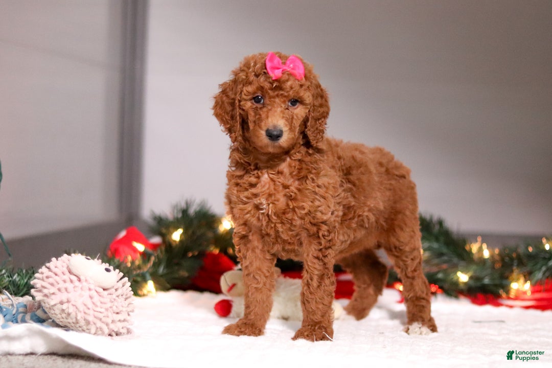 Standard Poodle dogs for sale: Lainey - Ad 6