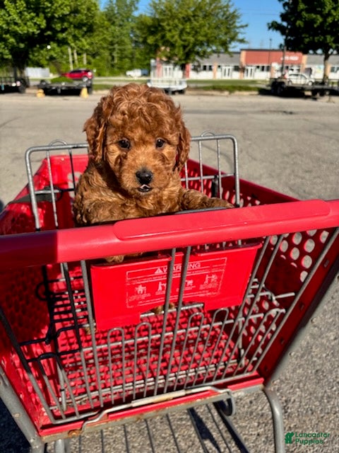 Mini Goldendoodle dogs for sale: Boy 1  - Ad 1