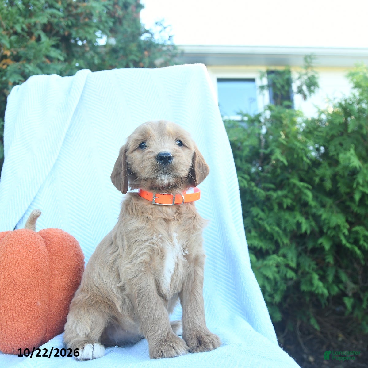 Goldendoodle dogs for sale: Autumn  - Ad 1