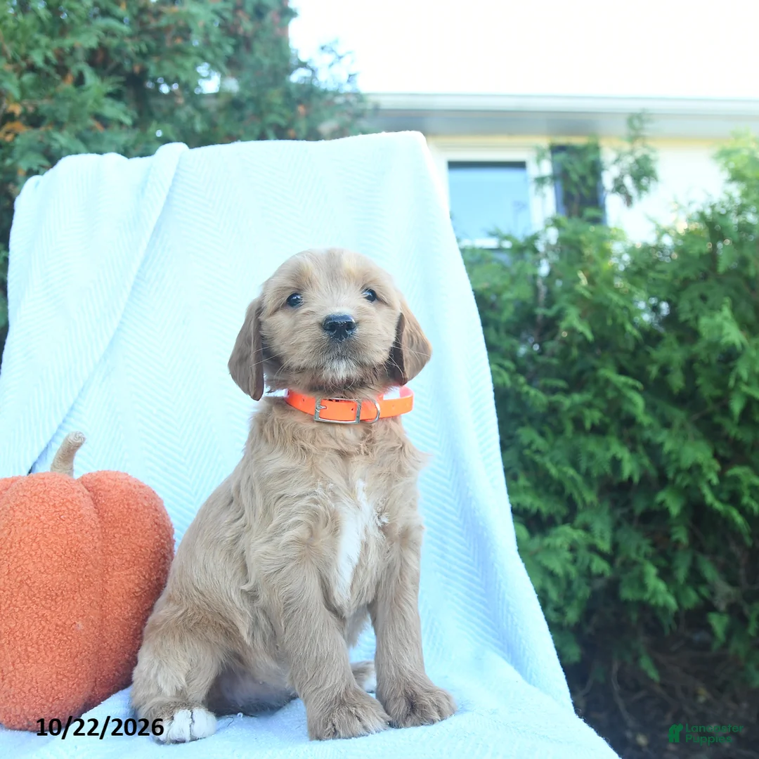 Goldendoodle dogs for sale: Autumn  - Ad 1