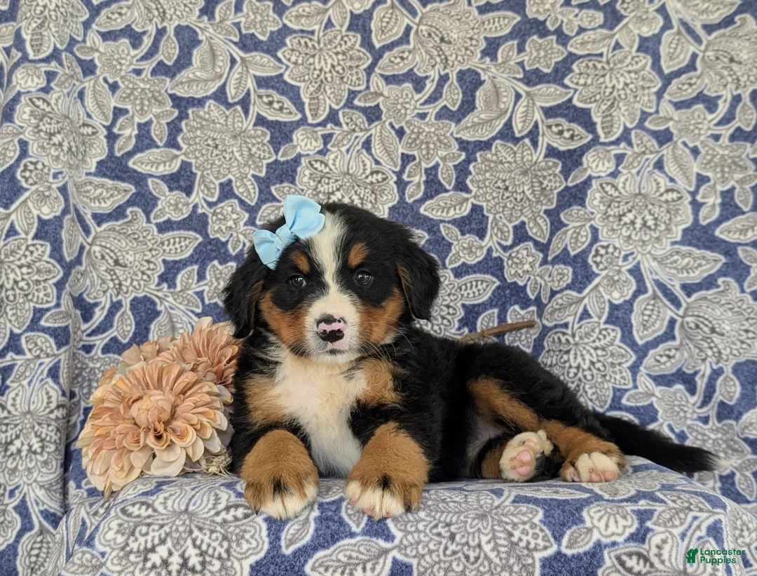 Bernese Mountain Dog dogs for sale: Farrah - Ad 5
