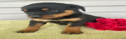 Rottweiler dogs for sale: Lexi - Ad 3